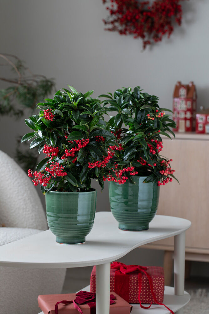 Ardisia